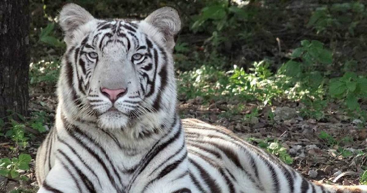 Only white tigress at Bokaro's JNB Park dies